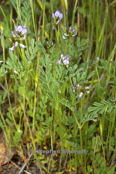 astragalus gambelianus 1 graphic